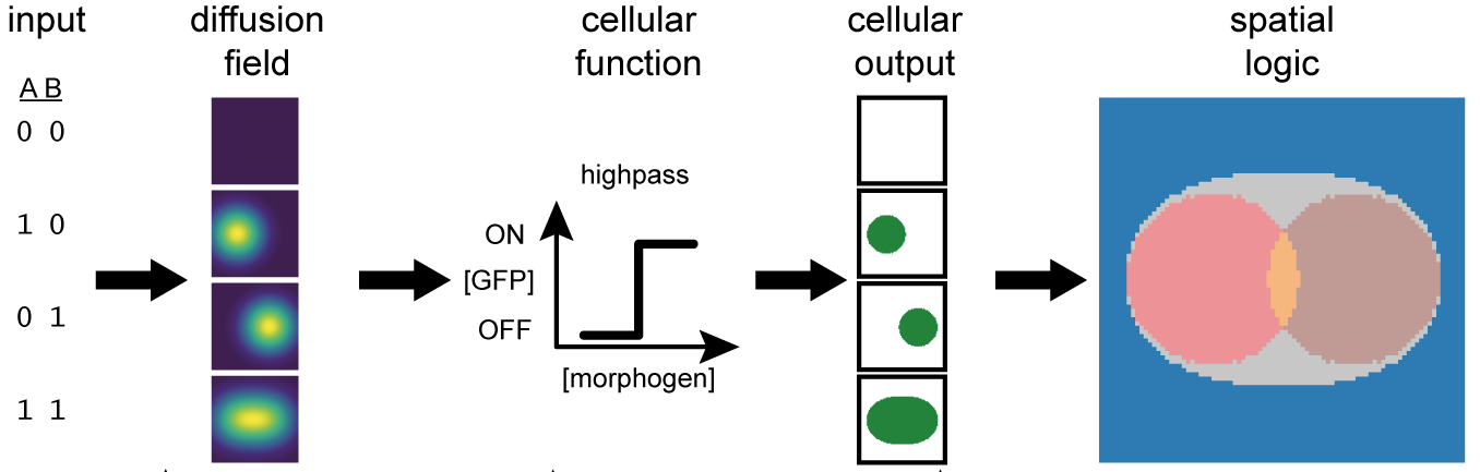 Emergent digital bio-computation through spatial diffusion and engineered bacteria